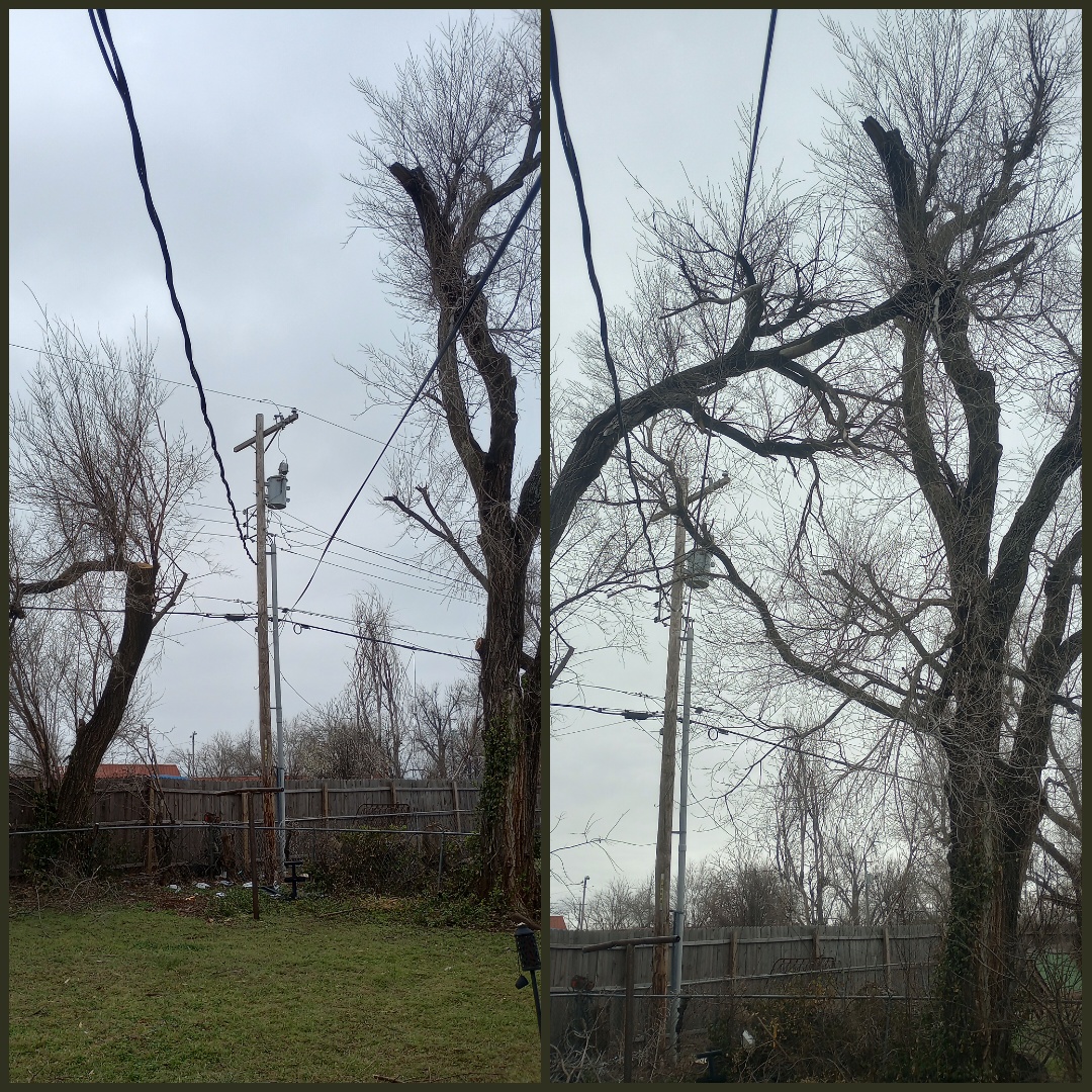 A careful tree trim threading limbs around overhead power lines on a Norman job