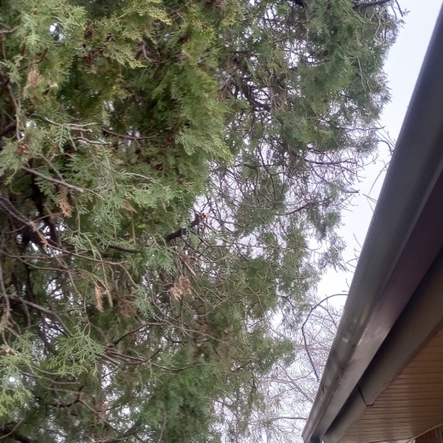 An evergreen pulled back clear of a Norman home's gutter line, roof edge fully exposed