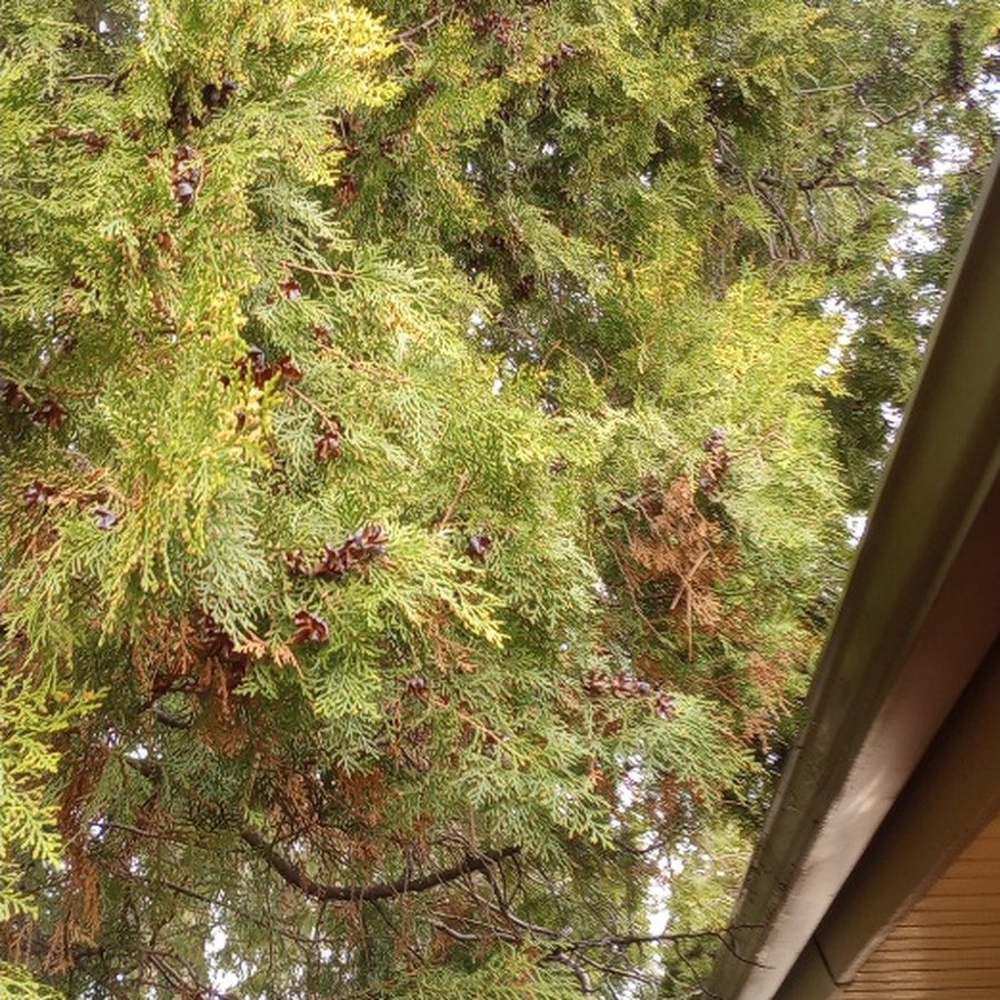 An overgrown evergreen pressing against the same gutter before trimming
